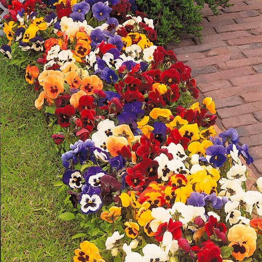 Zwitserse reuzenviooltjes in een mix (x3) - Bakker