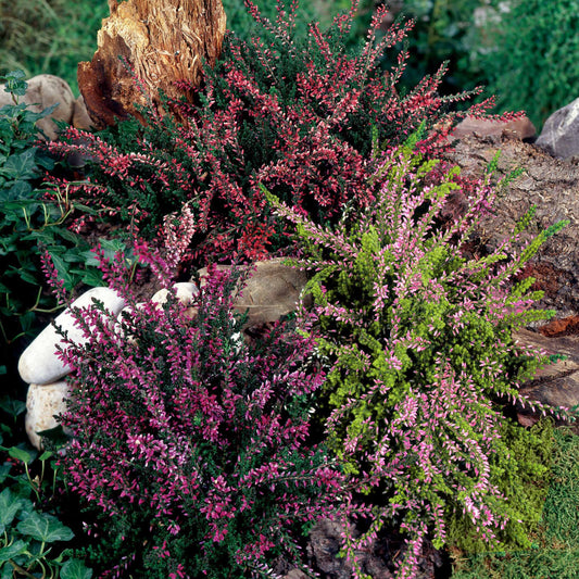 Struikheide - rood + roze + geel - Calluna vulgaris - Tuinplanten
