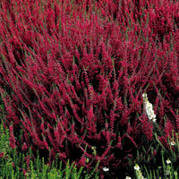 Struikheide - rood + roze + geel - Calluna vulgaris - Vaste planten