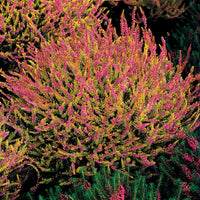 Struikheide - rood + roze + geel - Calluna vulgaris - Type plant