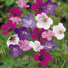 Bloedooievaarsbek Mix 'Rainbow' (x5) - Geranium sanguineum rainbow - Heesters en vaste planten