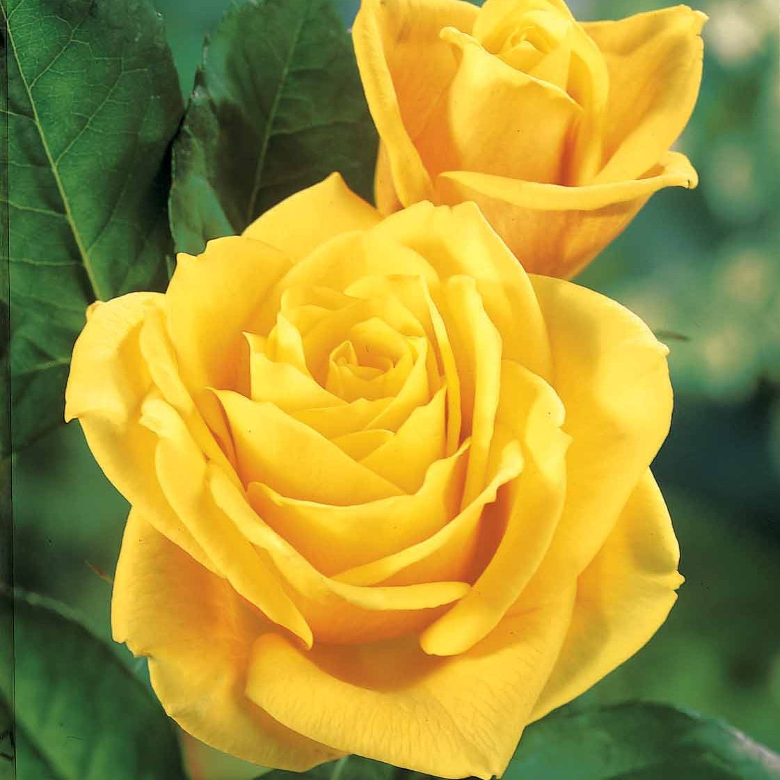 Rosa 'hadangel', 'oklahoma', 'pink perfume', 'oran - Snijroos Mix (x5) - Rozen