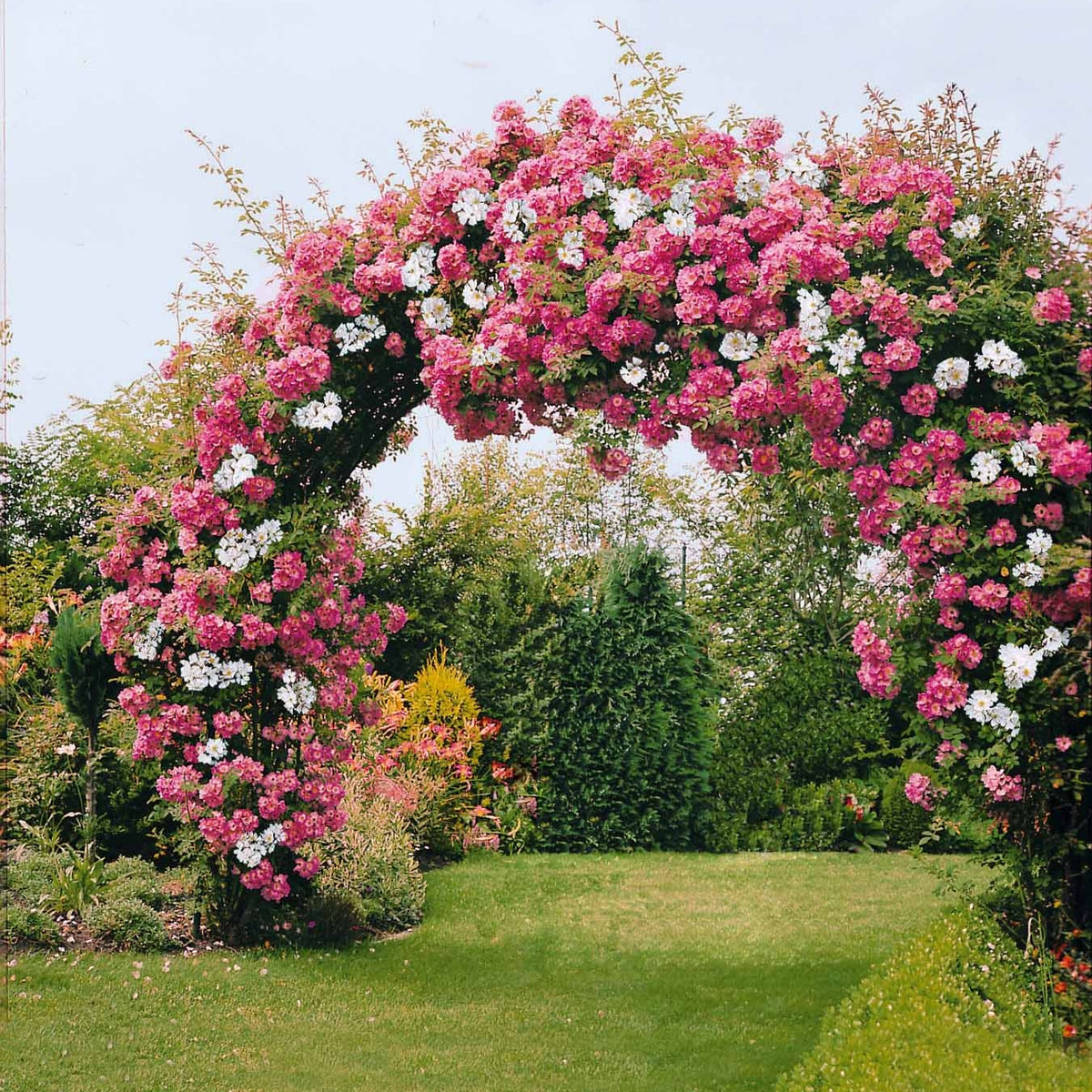 Rozen Mix 'Petite Duchesse' + 'Immensee' (x2) - Bakker