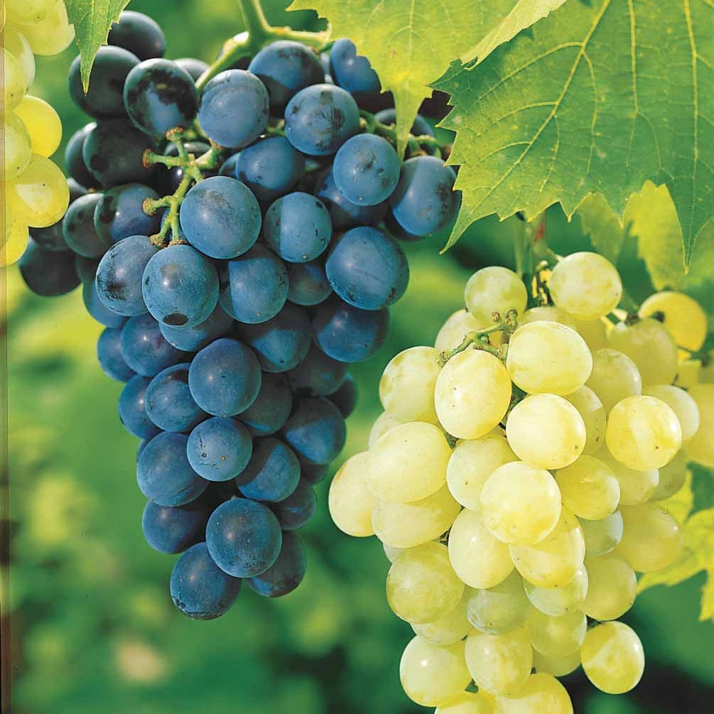 Druif Mix 'Muscat de Hambourg' + 'Chasselas de Fontainebleu' (x2) - Vitis vinifera - Fruit