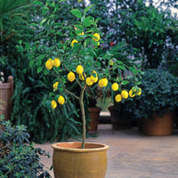 Collectie van kumquat- en citroenbomen (x2)
