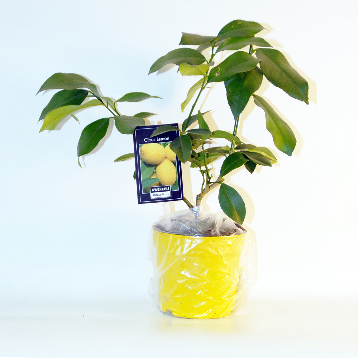 Verkoop Collectie van kumquat- en citroenbomen (x2) - Citrus lemon vulcan + fortunella