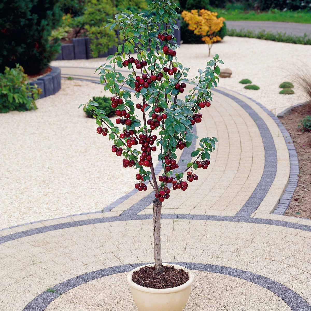 Zoete kers Mix 'Van' + 'Napoleon' + 'Burlat' (x3) - Prunus avium van, napoleon, burlat - Bakker