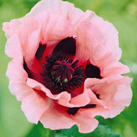 Oosterse klaproos (x3) - Papaver orientale little candy floss - Tuinplanten