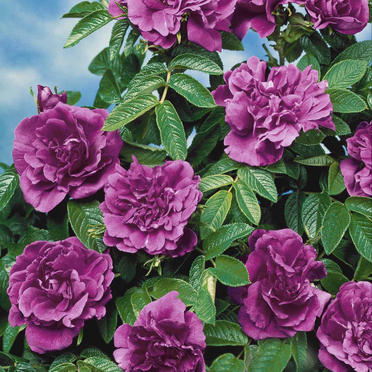 Rozen - Naakte wortels - Collectie van 2 botanische rozen (x2) - Rosa rugosa hansa , boule de neige