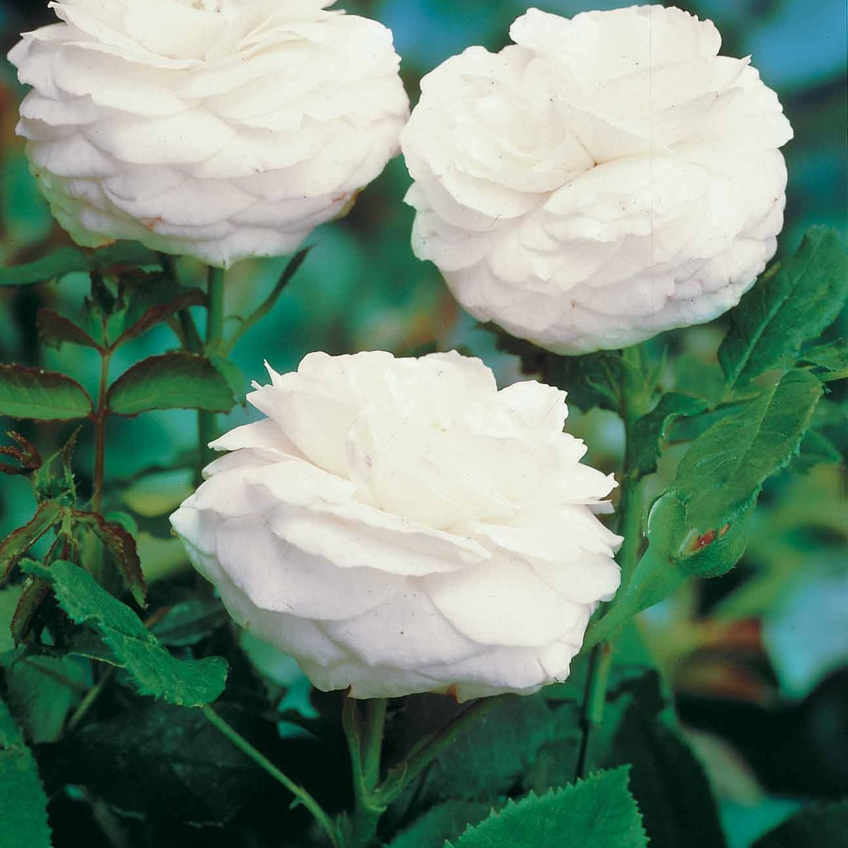 Verkoop Collectie van 2 botanische rozen (x2) - Rosa rugosa hansa , boule de neige