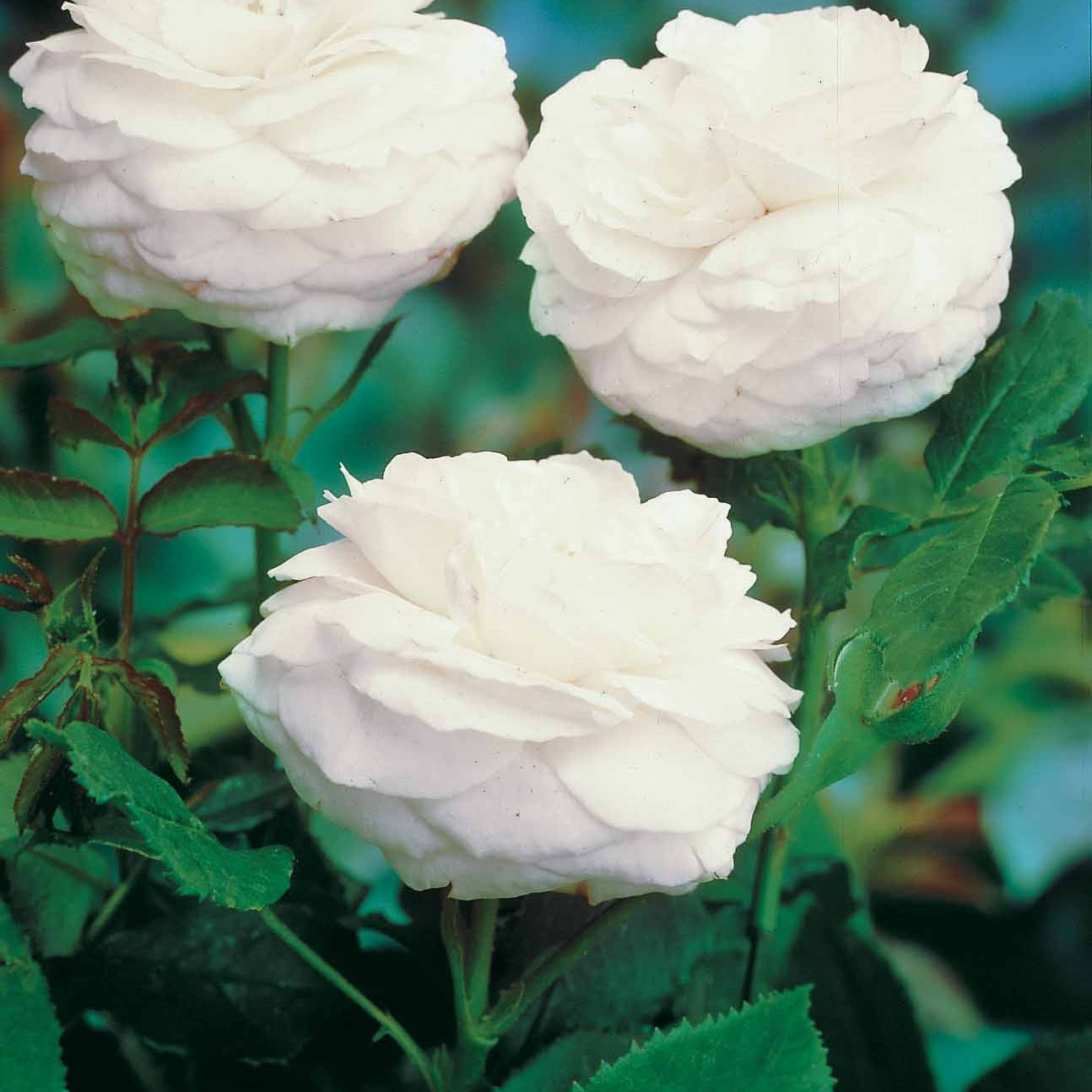 Collectie van 2 botanische rozen (x2) - Rosa rugosa hansa , boule de neige - Plantsoort