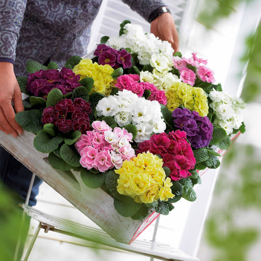 Dubbele Primula's in DoublePrincess mix (x3) - Bakker