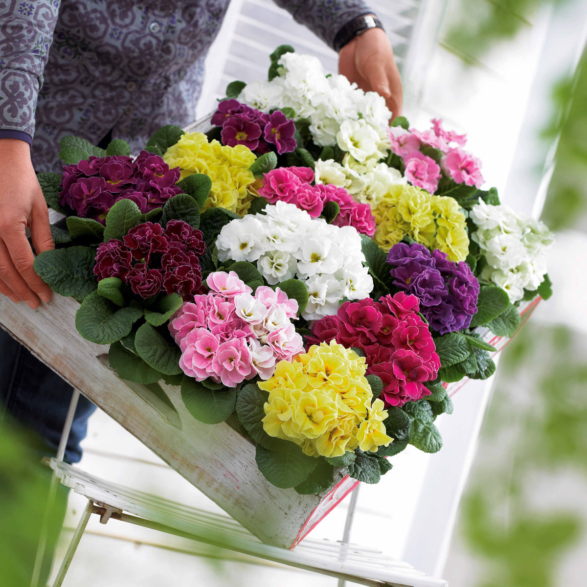 Dubbele Primula's in DoublePrincess mix (x3) - Bakker