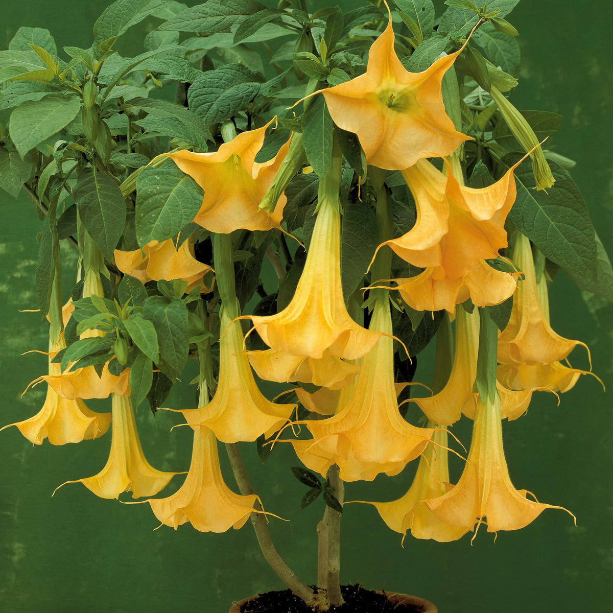 Verkoop Collectie Brugmansia's: rood, geel enroze (x3)