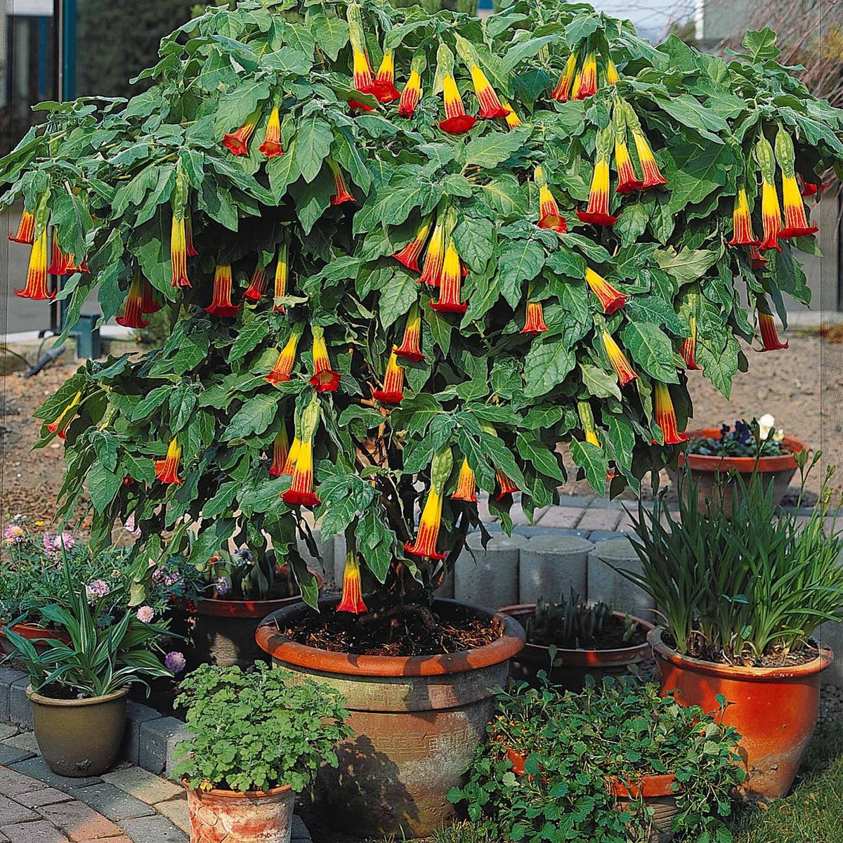Collectie Brugmansia's: rood, geel enroze (x3) - Brugmansia - Bakker