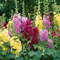 Collectie Dwergstokrozen (x3) - Alcea rosea spring celebrities 'crimson red' + 'lemon' + 'purple' - Heesters en vaste planten