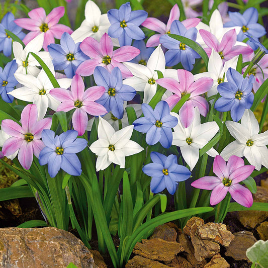 Ipheion gemengd (x30) - Bakker
