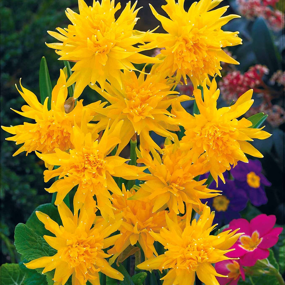 Collectie mini narcissen (x30) - Narcissus 'jet fire', 'rip van winkle','tête à têt - Bakker