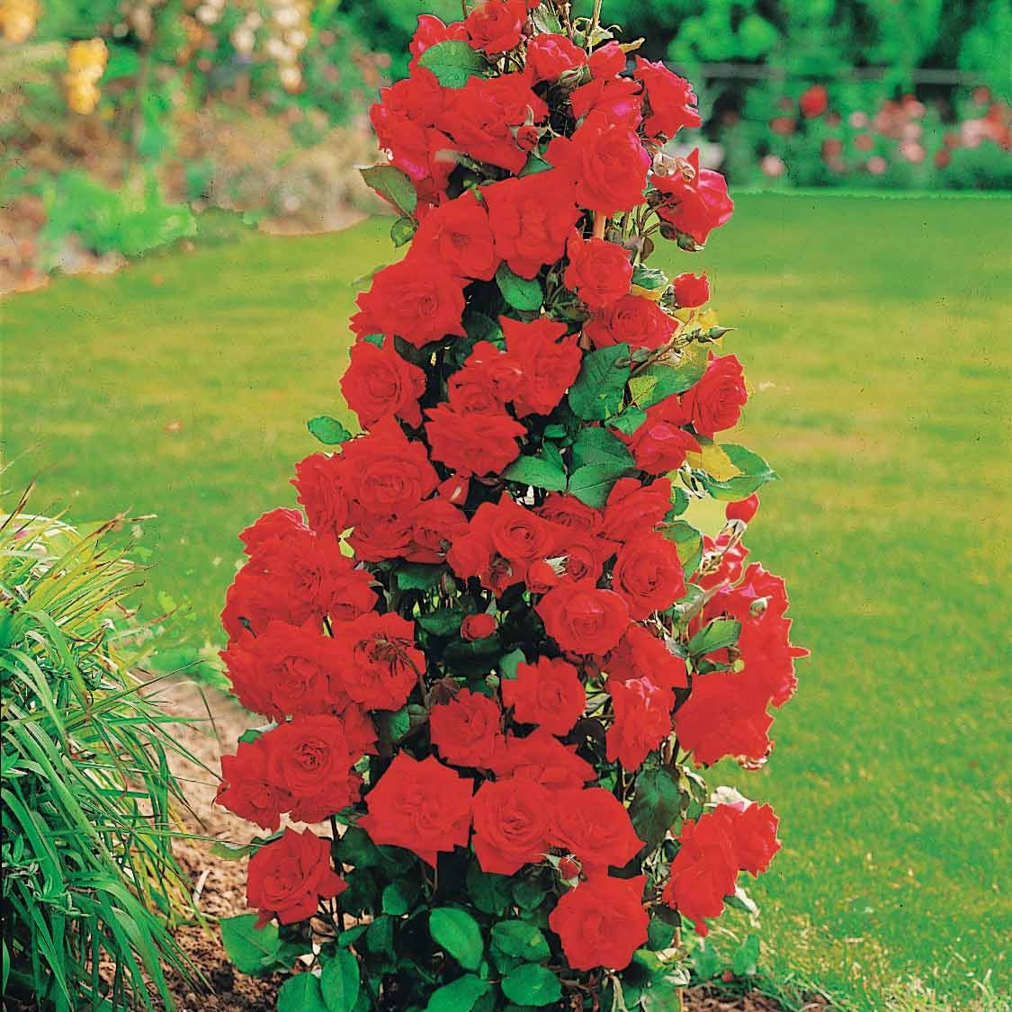 Rozenmix 'Shalom' + 'Korbin' + 'Westerland' + 'Land' (x4) - Rosa shalom + haendel + westerland+korbin - Bakker
