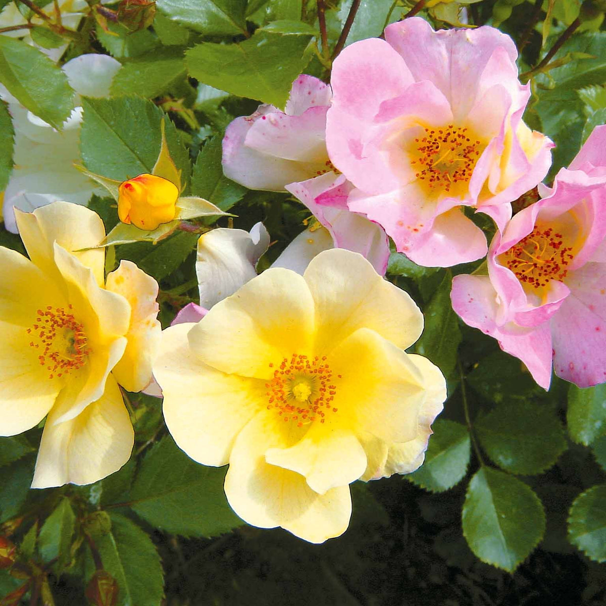 Collectie bodembedekkende rozen (Happy Chappy + Wonderland) (x6) - Bakker