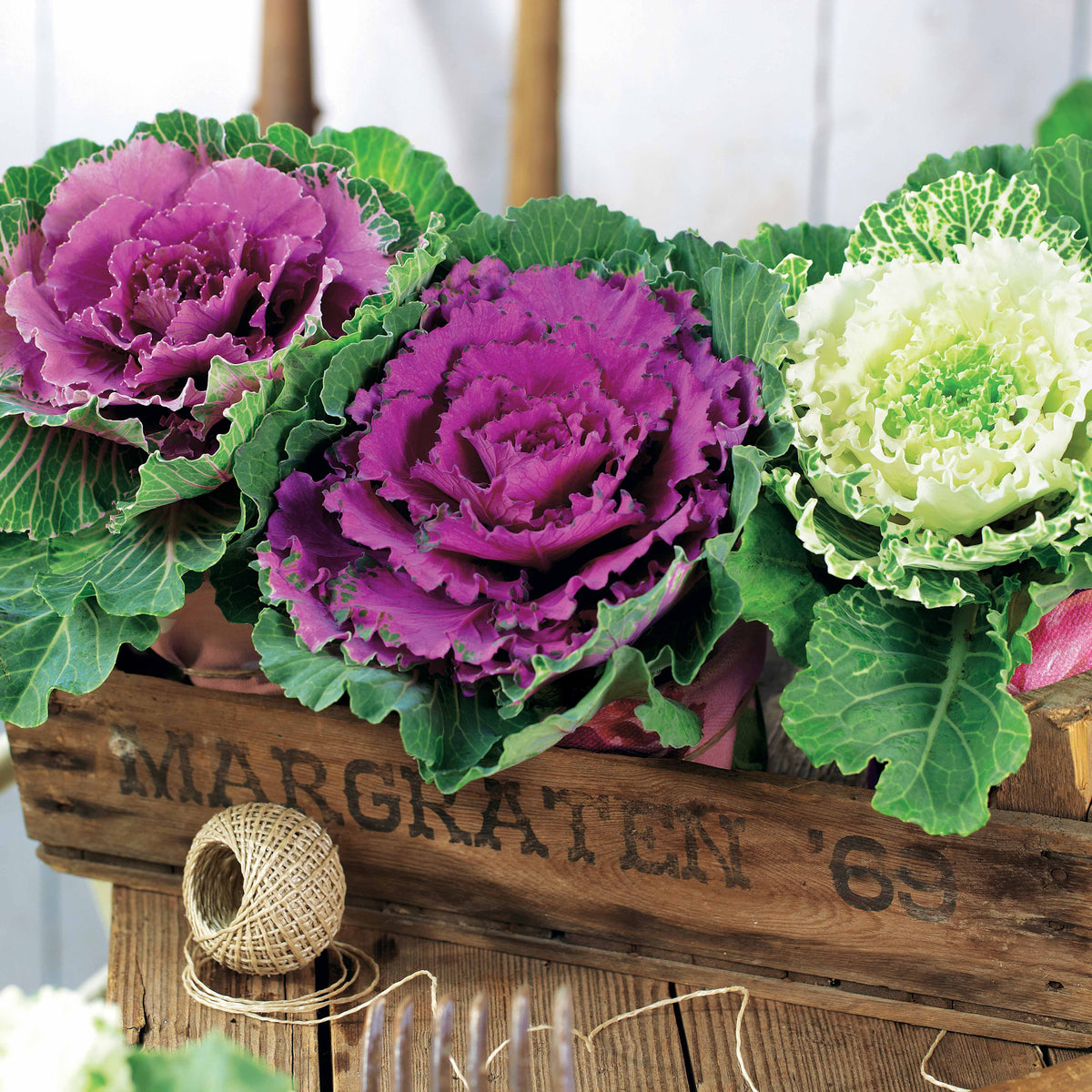 Gemengde sierkolen (x3) - Brassica - Bakker