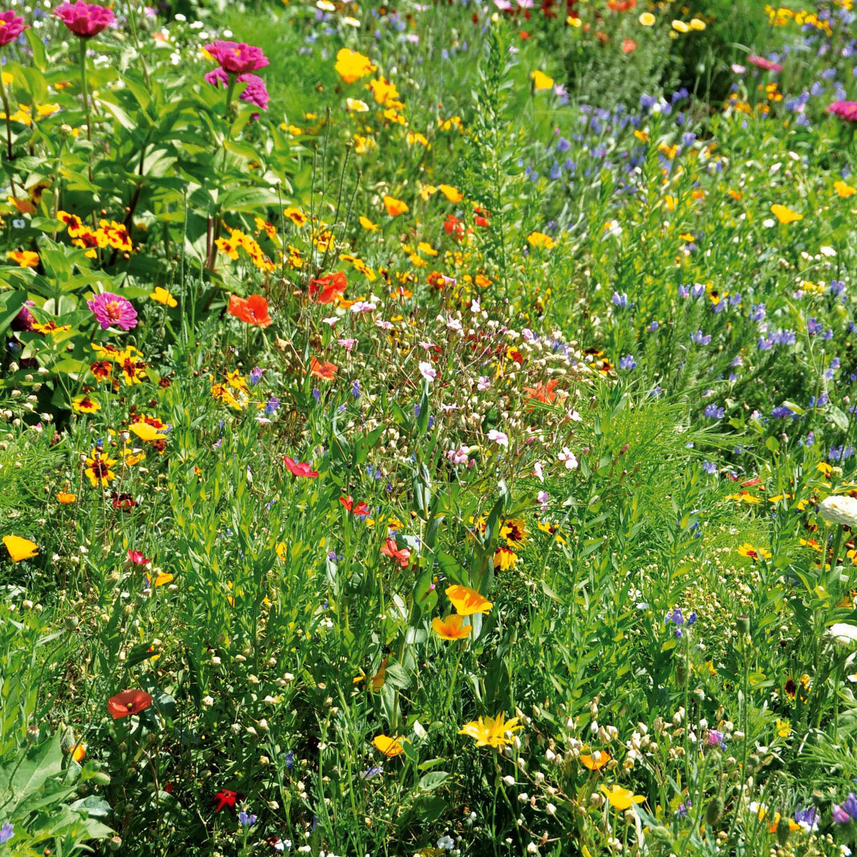 Bloemenmix 'Droogtetolerant' -  - Bakker