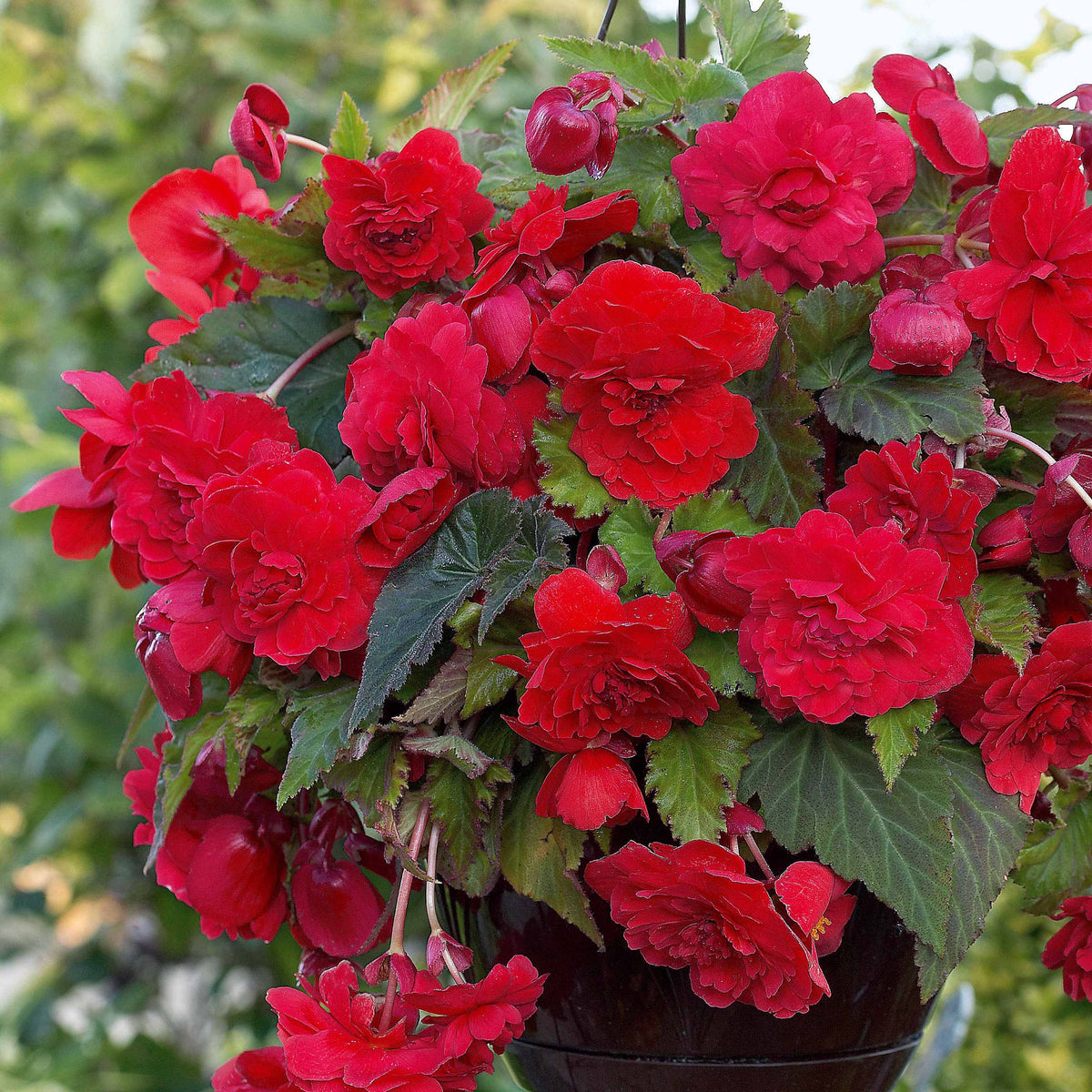 Geurende begonia Mix 'Red Glory' + 'Angelique' + 'Pink Delight' (x9) - Begonia 'red glory', 'angélique''pink delight' - Bakker