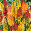 Vuurpijl Mix (x3) - Kniphofia - Tuinplanten