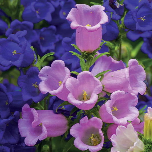 Mariëtteklokje Mix 'Carillon' (x2) - Bakker