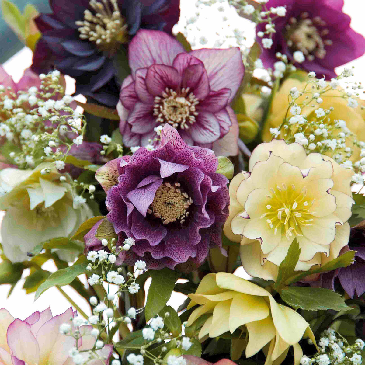 Nieskruid Mix (x3) - Helleborus orientalis - Bakker