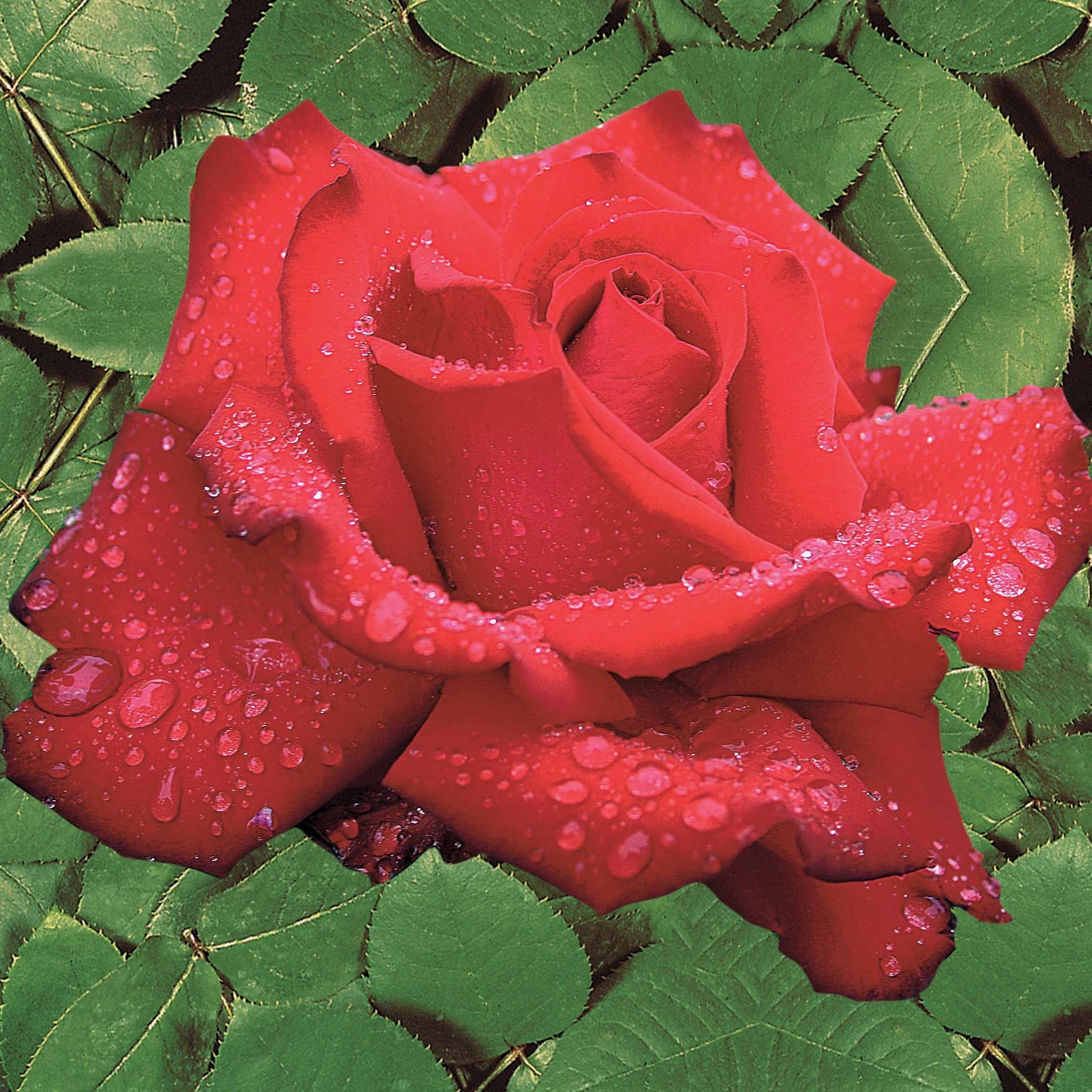 Ziekteresistentie rozenmix (x2) - Rosa Grande Amore, Souvenir de Baden Baden