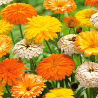 Goudsbloem Mix (x3) - Calendula - Tuinplanten