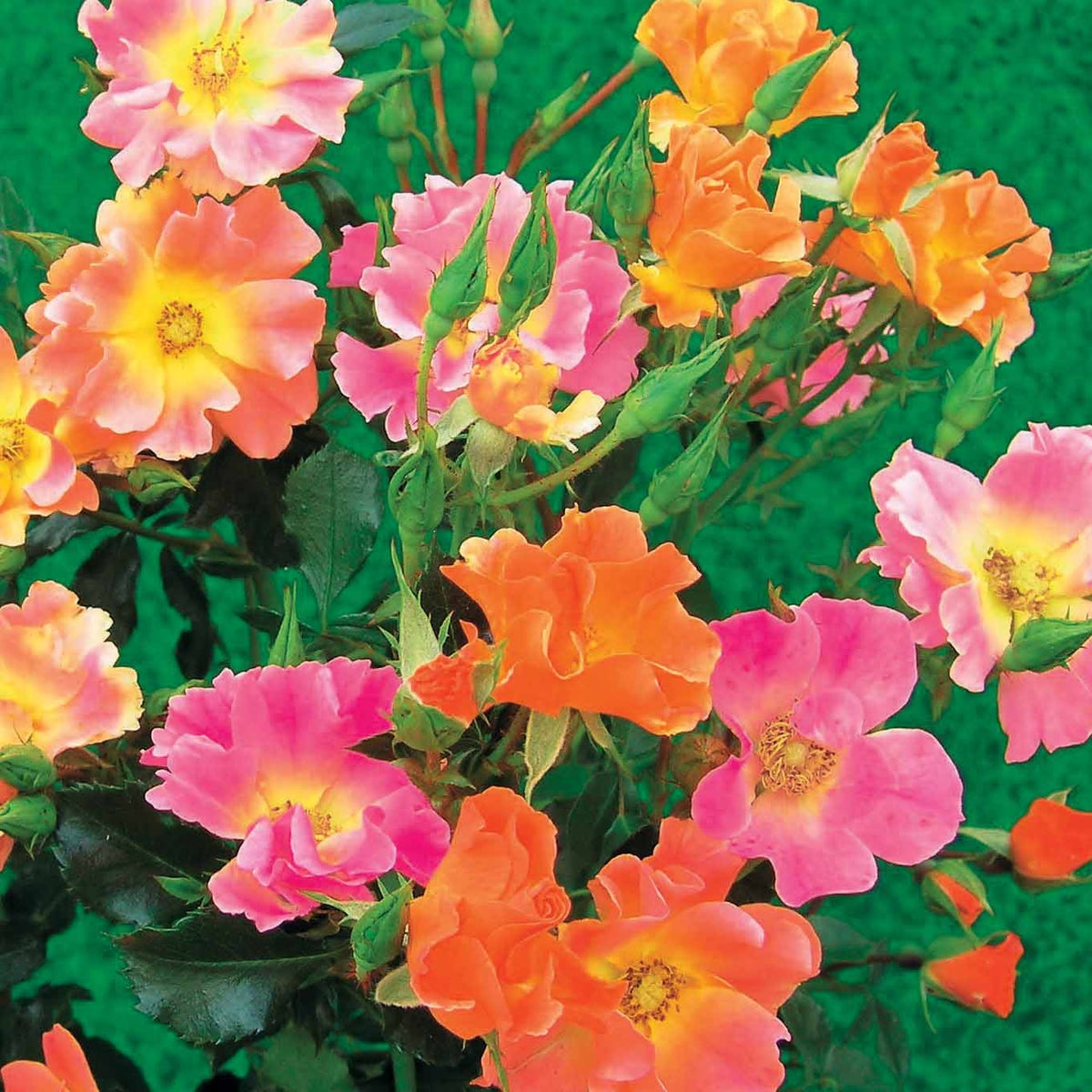 Bodembedekkende roos Mix 'Happy Chappy' + 'Mirato' (x6) - Rosa happy chappy , mirato - Bakker