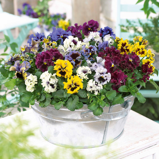 Grootbloemige viool (x2) - Bakker