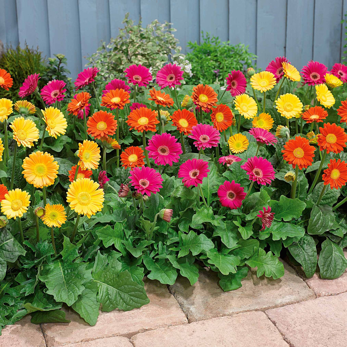 3 Garvineas (1 rood + 1 geel + 1 paars) - Garvinea 'viviane', 'rachel', 'pam' - Bakker