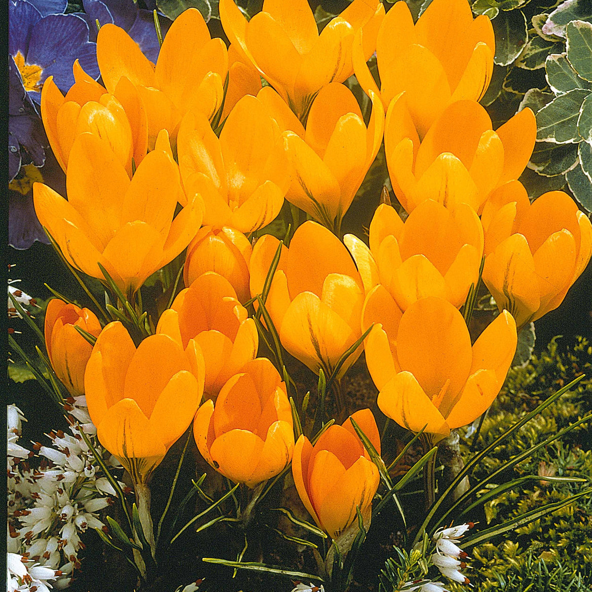 ColleCtie Grootbloemige Krokussen (x60) - Crocus 'yellow mammouth', 'flower record', 'jeanne - Bakker