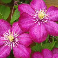 Clematis Collectie: Ville de Lyon, Miss Bateman Ville de Lyon, juffrouw Bateman, voorzitster (x3) - Clematis 'ville de lyon', 'miss bateman', 'preside