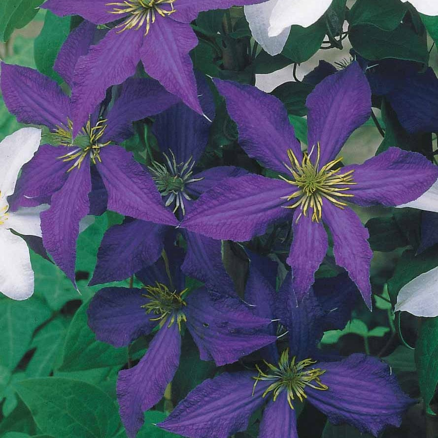 Clematis Collectie: Ville de Lyon, Miss Bateman Ville de Lyon, juffrouw Bateman, voorzitster (x3) - Clematis 'ville de lyon', 'miss bateman', 'preside - Clematis