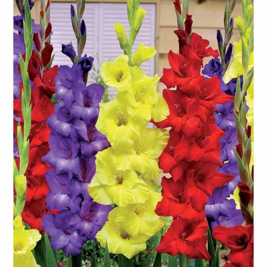Gladiolen Gemengd (Paars, Geel en Rood) (x30) - Gladiolus - Bloembollen