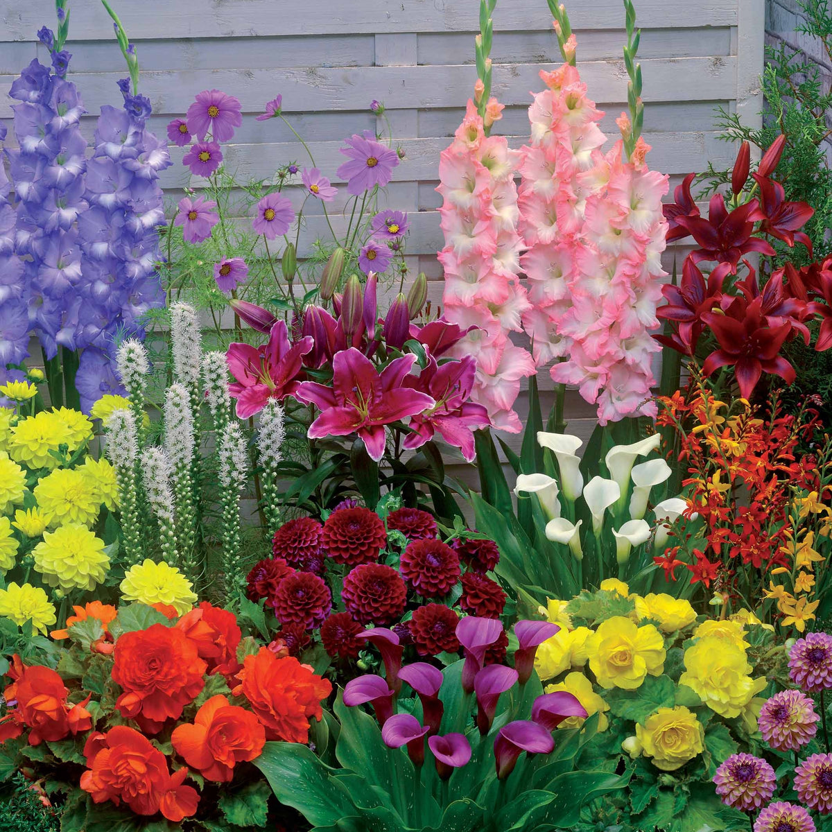 Bloembollenmix 'Zomerbloeiers' (x35) - Bakker