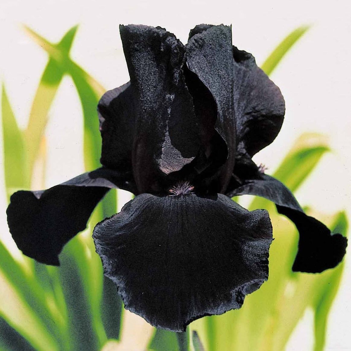 Baardiris Mix 'Depth of Field' + 'Poésie' + 'Study in Black' (x6) - 2iris profondeur de champ (depht of field) + 2 ir - Vaste planten