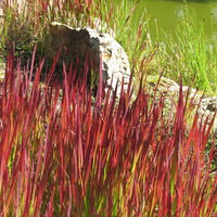Siergras Mix (x3) - Imperata cylindrica Red Baron, Carex oshimensis Evergreen, Festuca glauca