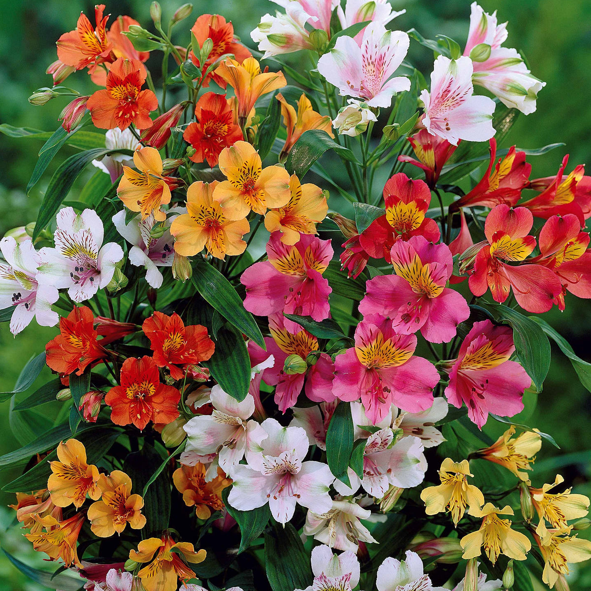 Incalelie (x3) - Alstroemeria - Bakker