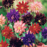 Akelei 'Barlow' Mix (x3) - Aquilegia vulgaris barlow - Heesters en vaste planten