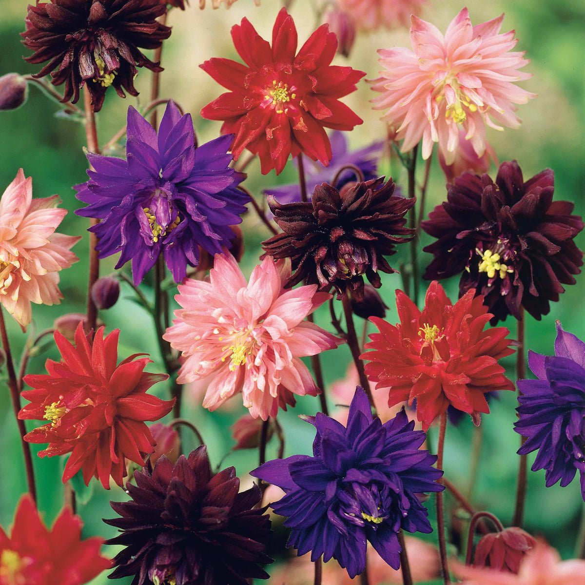Akelei 'Barlow' Mix (x3) - Aquilegia vulgaris barlow - Bakker