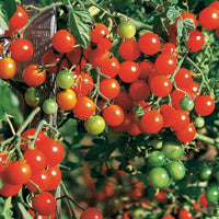 Collectie tomaten - Collection 4 tomates : Rose de Berne, Roma, Merveille des marchés, Sw