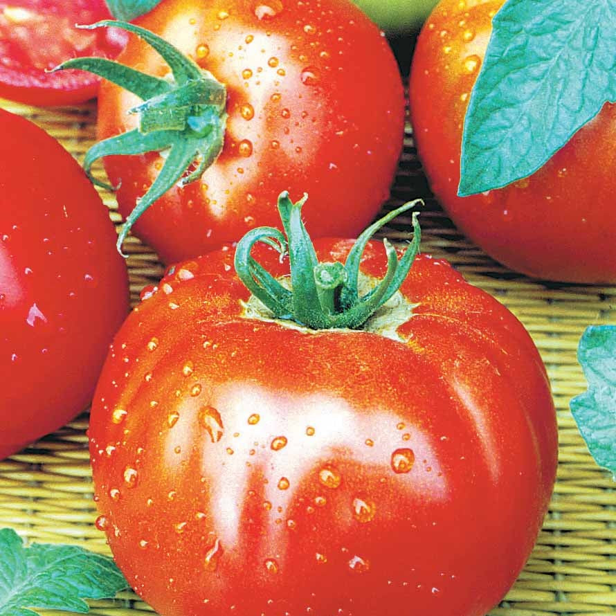 Collectie tomaten - Collection 4 tomates : Rose de Berne, Roma, Merveille des marchés, Sw - Tomaten