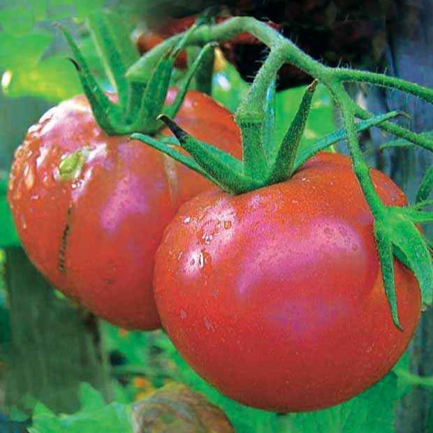 Collectie tomaten - Collection 4 tomates : Rose de Berne, Roma, Merveille des marchés, Sw - Moestuin