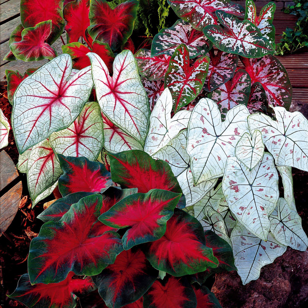 Caladium Mix (x3) - Bakker