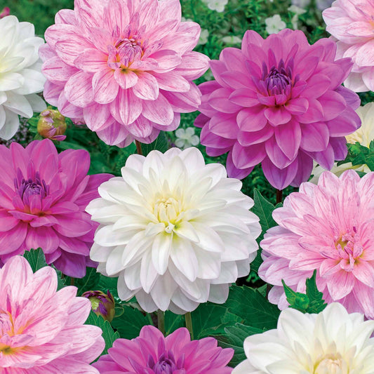 Dahlia 'Bonesta' - wit + roze + gestreept (x6) - Dahlias bonesta - Zomerbloeiers